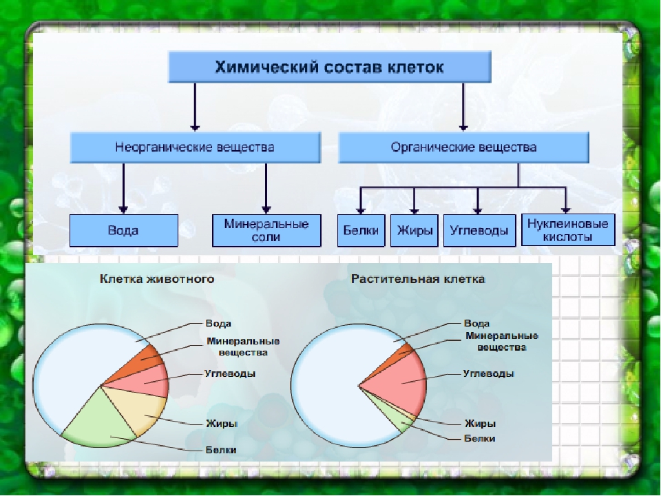 Химический состав клетки виде круговой диаграммы. Химический состав растительной клетки таблица. Химический состав растительной клетки 5 класс биология. Химический состав растительной клетки. Химический состав клетки схема.