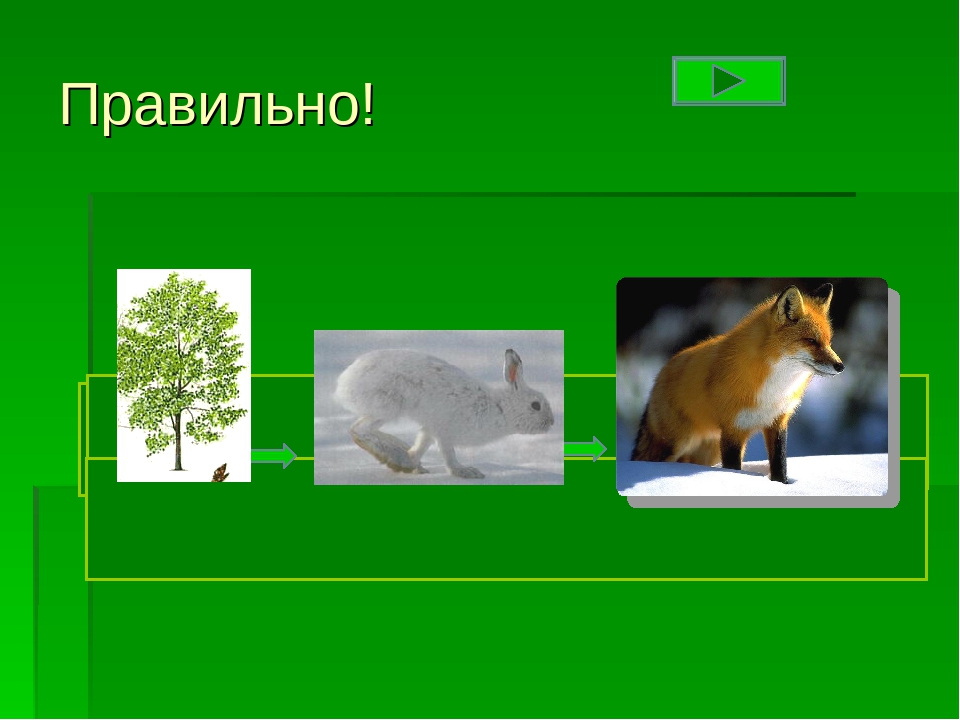Леса россии тест 4 класс окружающий мир. Осина трава заяц волк Рысь природная зона.