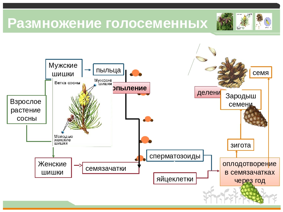 Органы размножения растений егэ рисунок