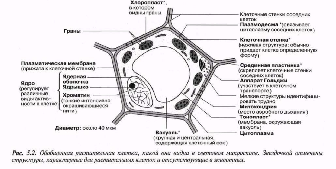 Рассмотрите растительные клетки. Растительная клетка. Клетка под световым микроскопом. Строение клетки кабана. Строение клетки калотриксы.