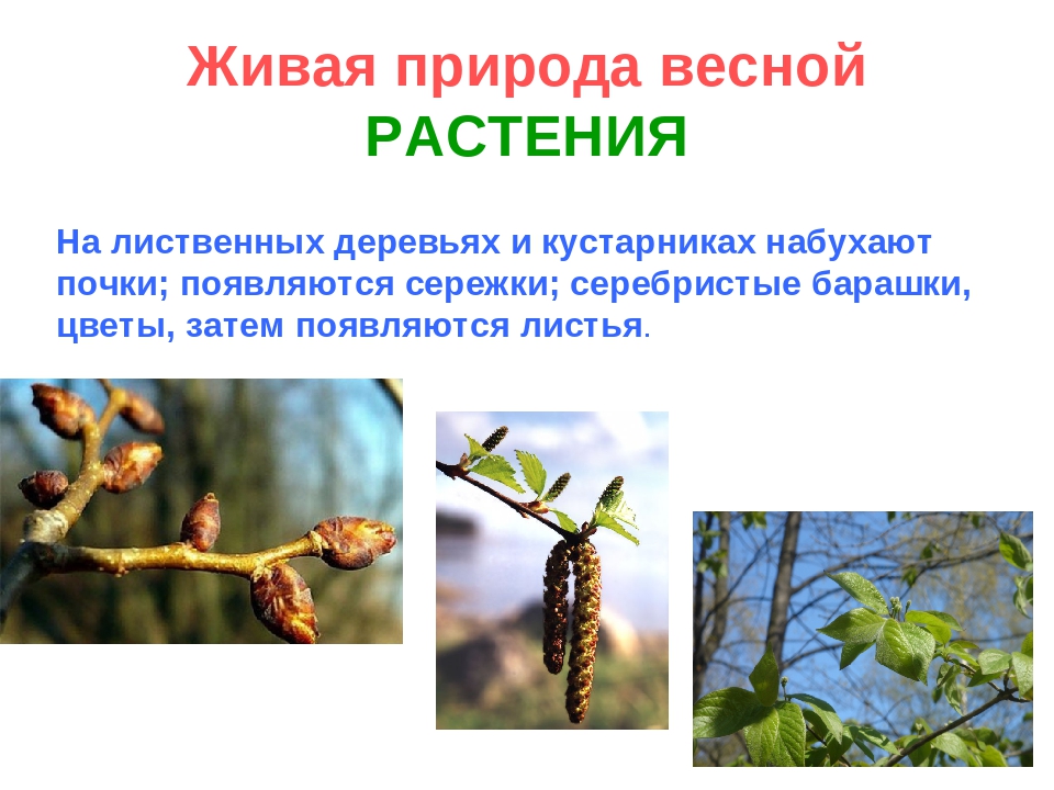 Какие изменения происходят весной в жизни. Изменения в живой природе весной. Живая природа весной.