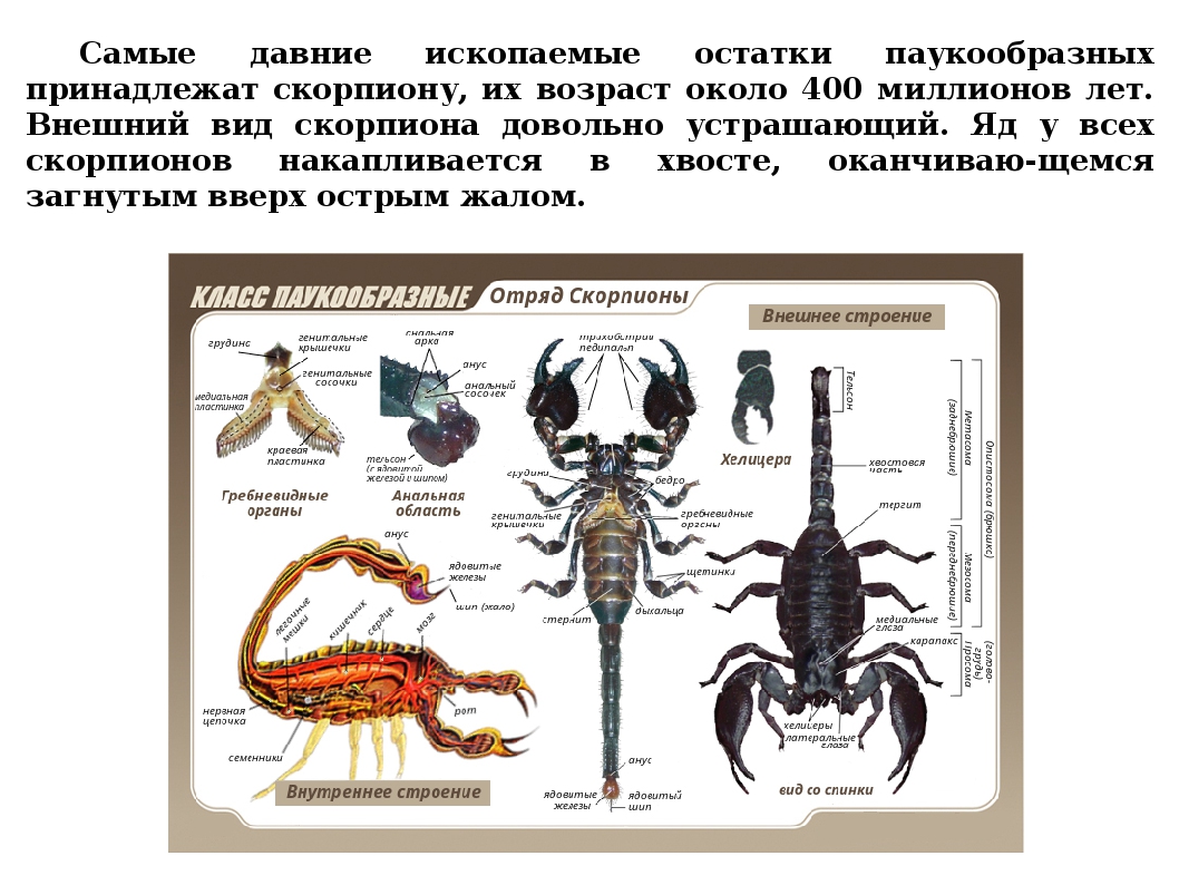 Скорпион рисунок с подписями