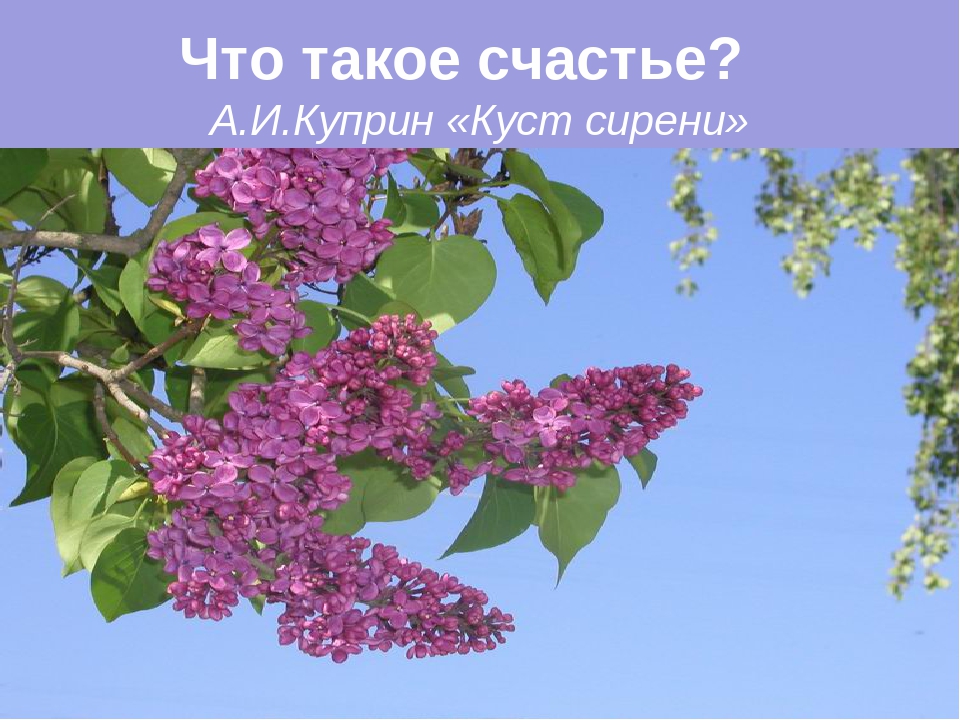 Куприн сирень. Бунин сирень. Буклет куст сирени. Куст сирени обложка. Счастье в произведении куст сирени.