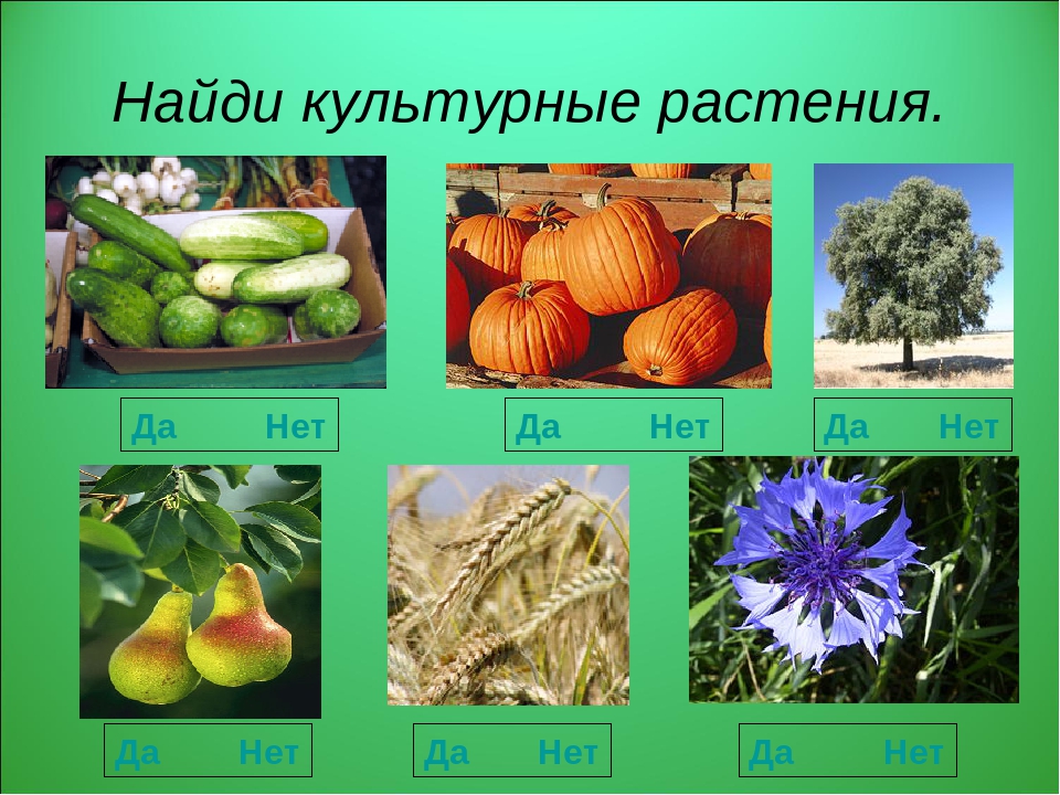 Разнообразие культурных растений 3 класс окружающий. Культурные растения. Культурные растения названия. Сорта культурных растений. Разнообразные культурных растений.