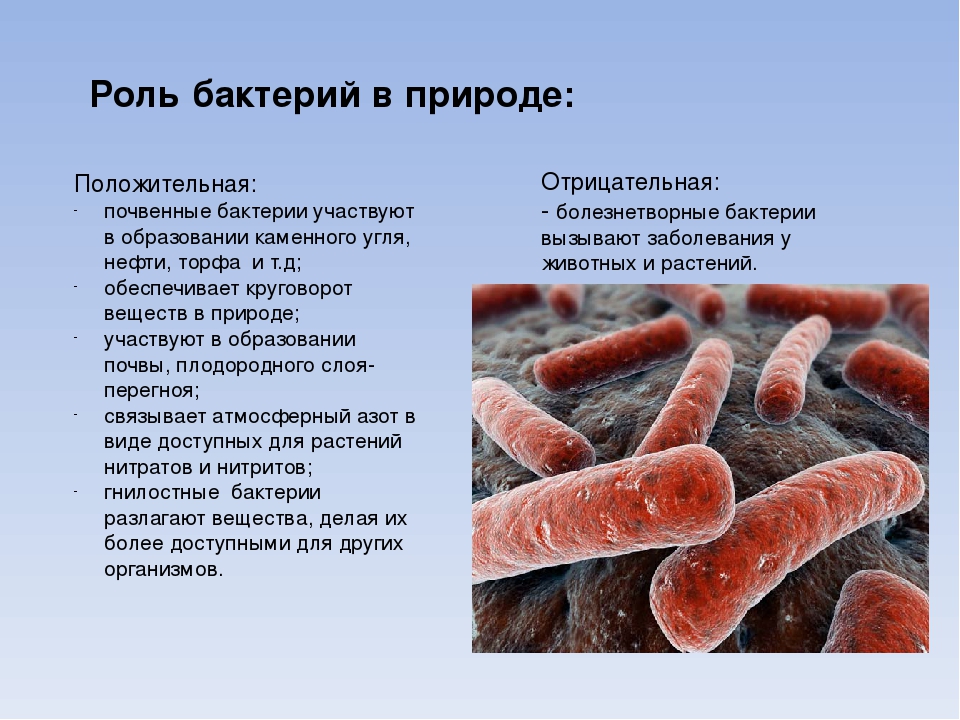 Роль бактерий в природе 7 класс кратко