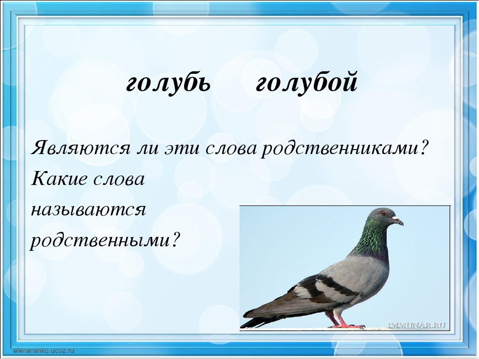 Предложение голубой. Предложение про голубя. Голубь родственные слова. Предложение со словом голубь. Голубь однокоренные слова.