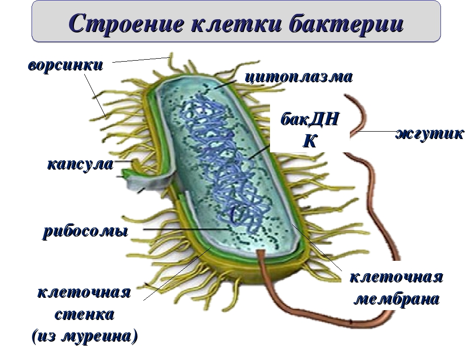 Бактериальная клетка окружена плотной. Муреин клеточная стенка бактерий. Клеточная стенка из му. Клетка бактерии муреин. Муреин в бактериальной клетке.