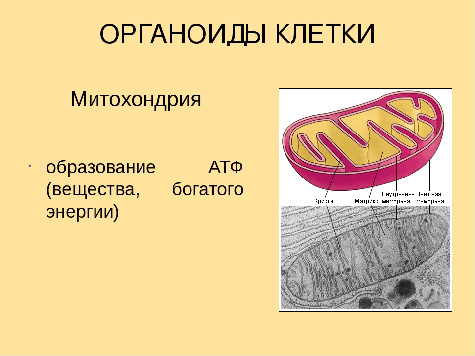 Что происходит в органоиде изображенном на рисунке