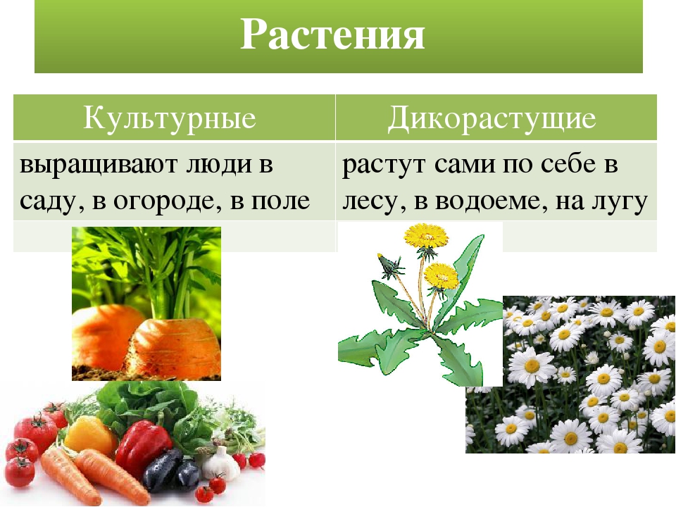 Двух растения. Дикорастущие и культурные растения. Дикорастущие растения и культурные растения. Культурные и дикорастушиерастения. Цветы дикорастущие и культурные.