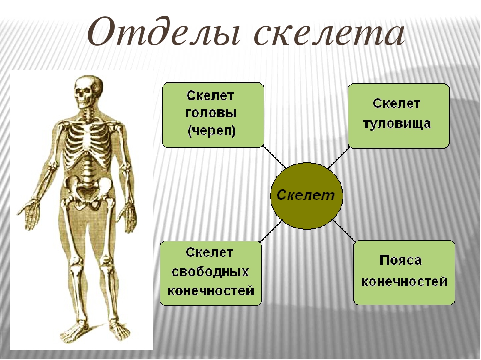 7 отделов скелета. Строение скелета человека. Название отделов скелета человека. Скелет человека биология 9 класс. Отделы скелета схема.