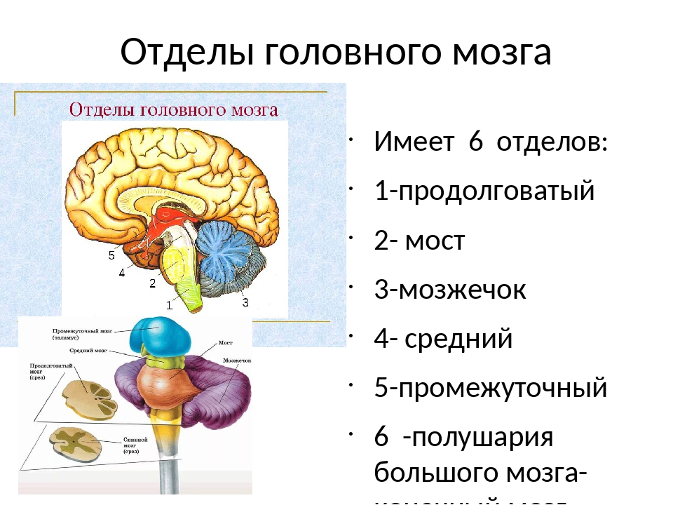 Укажите название отделов мозга. Основные части и отделы головного мозга.