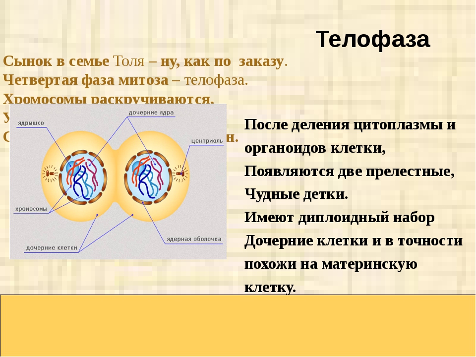 В результате деления образуются 4 дочерние клетки. Телофаза митоза. Телофаза митоза биология ЕГЭ. Деление клетки митоз телофаза. Телофаза митоза 1.
