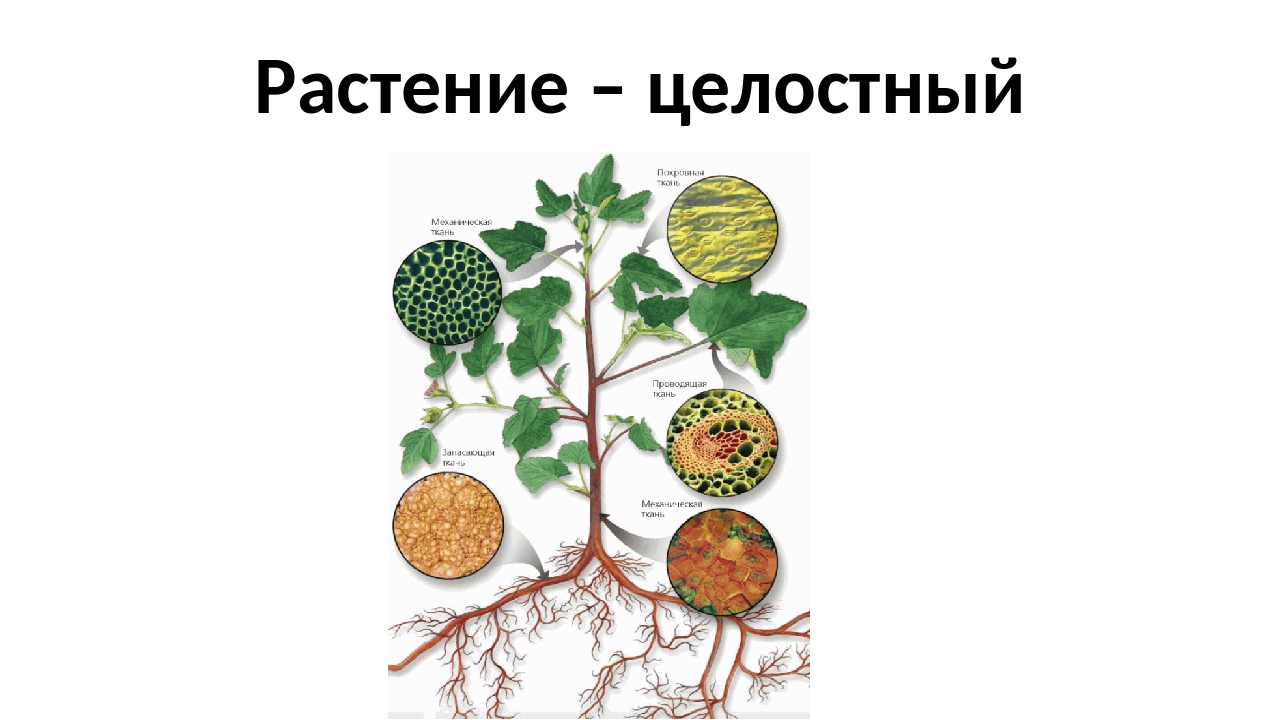 Функции тканей растений 6 класс биология. Ткани растений. Ткани растений биология. Растительные ткани 6 класс. Ткани растений 6 класс биология.