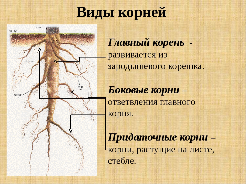 Стороне какой корень. Главный корень развивается из зародышевого корешка.