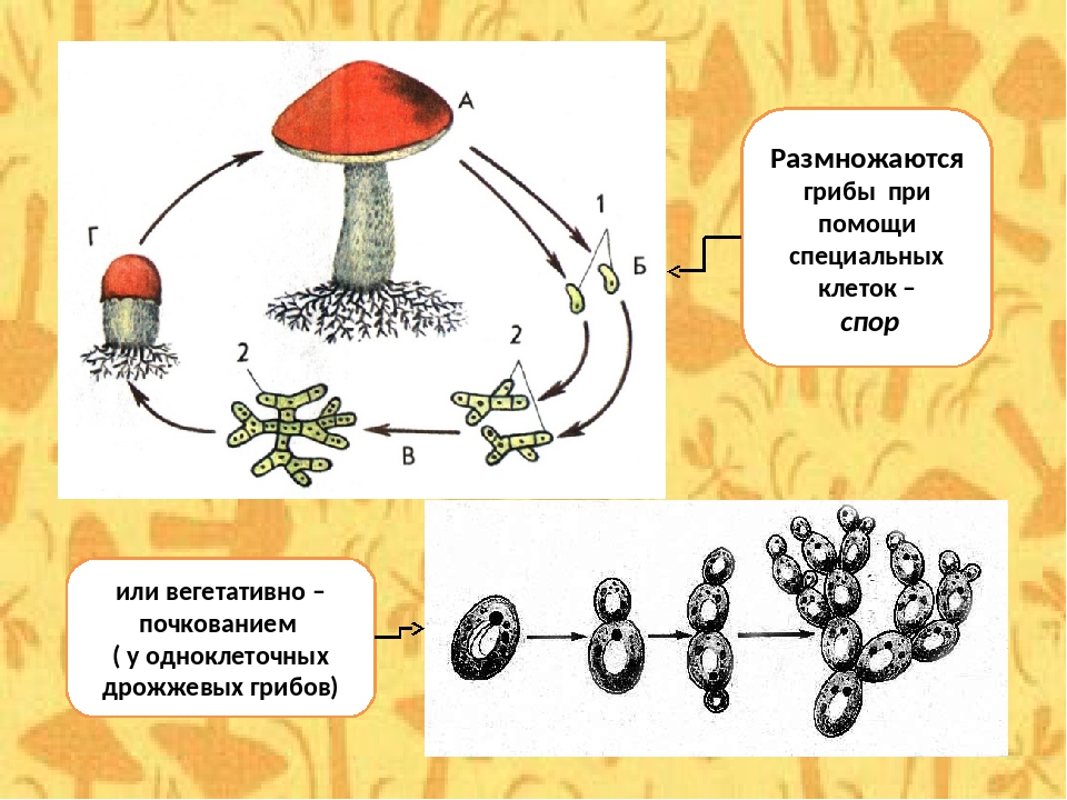 Спора грибов 7. Бесполое размножение грибов схема. Размножение грибов спорами какое размножение. Половое размножение шляпочных грибов. Размножение грибов спорами схема.
