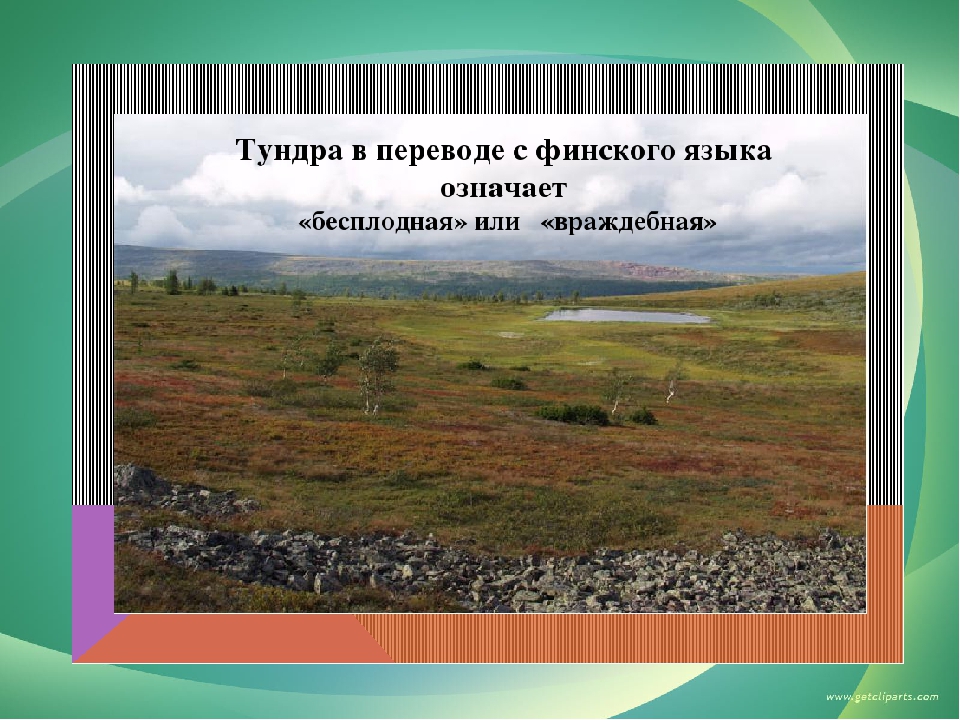 Тундра горы без леса какой народ называл. Тундра природная зона 4 класс. Ранимая тундра. Зона тундры 4 класс. Путешествие по природным зонам России.