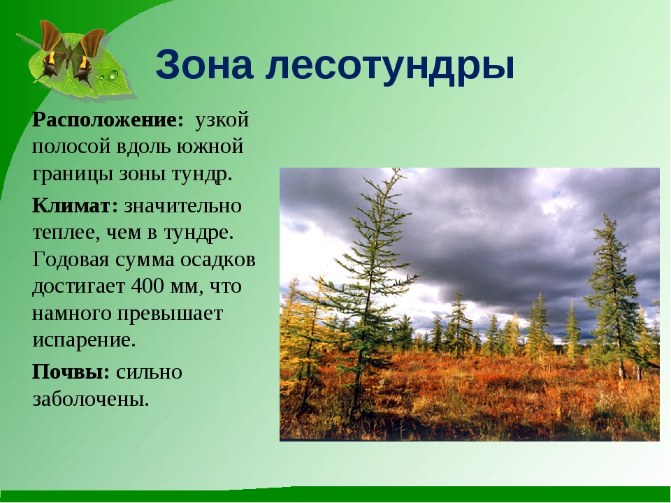 Тундра природные условия. Зона лесотундры растения. Лесотундра природная зона. Растительный мир лесотундры. Растения лесотундры в России.