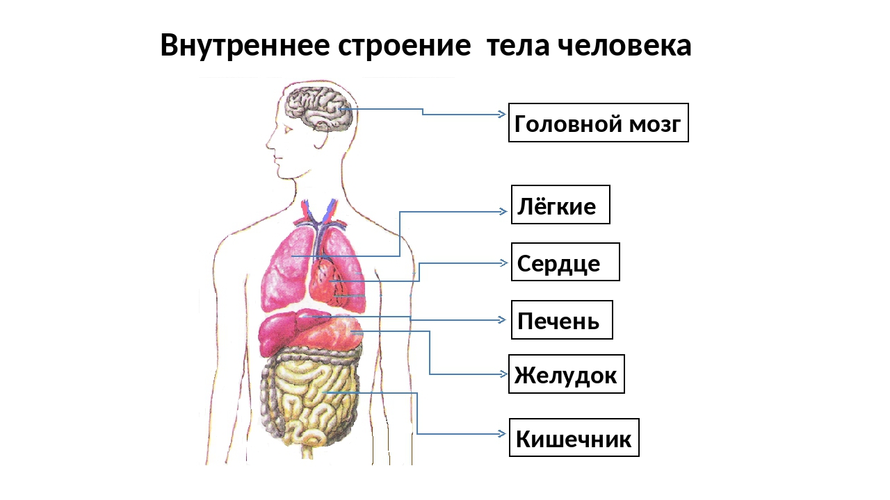 2 класс тех карта строение тела человека