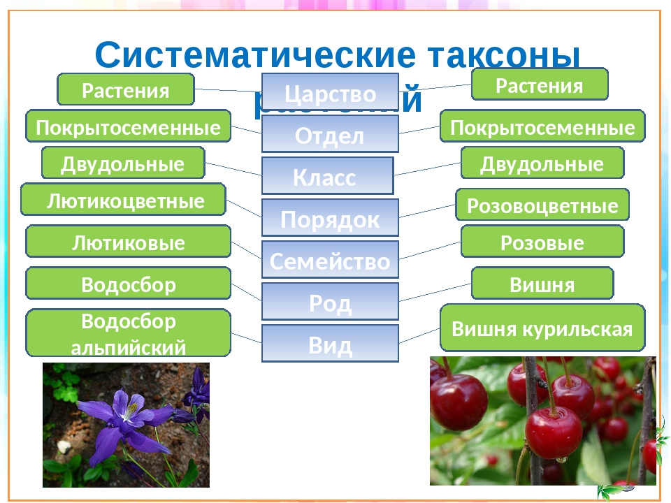 Распределите растения по 3 группам