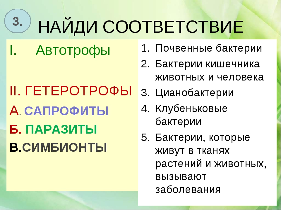 В чем состоит сходство животных. Урок на тему питание бактерий и грибов 6 класс. Что общего в питании большинства бактерий и грибов. Почвенные бактерии плюсы и минусы. Таблица питание бактерий и грибов 6 класс почвенные.