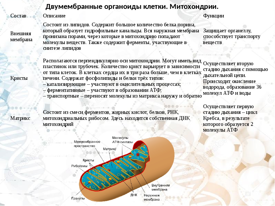 Рассмотрите изображение двумембранного органоида эукариотической клетки