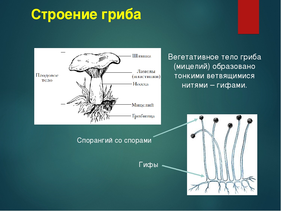 Строение гриба состоит из. Строение грибницы мицелия. Строение гифов грибов. Грибница мицелий это 5 класс. Мицелий грибов это в биологии.