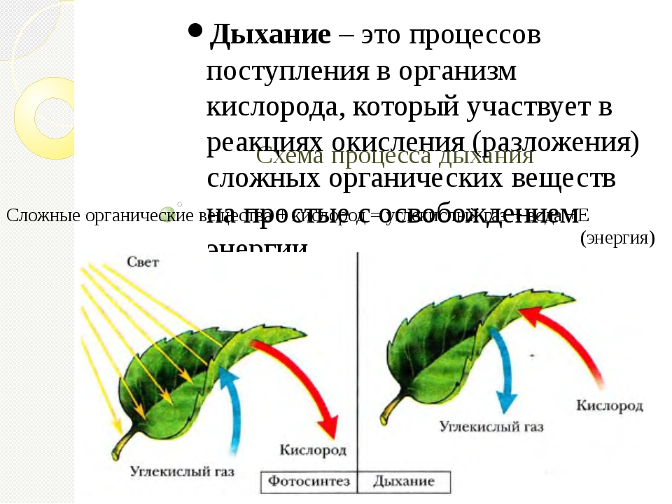 Процесс дыхания это