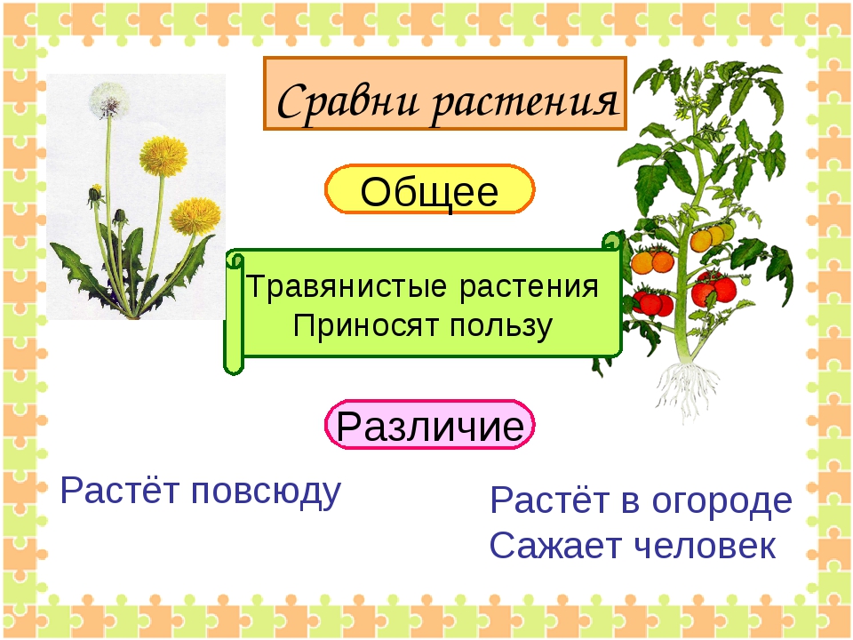 Технология 6 класс заготовка сырья дикорастущих растений