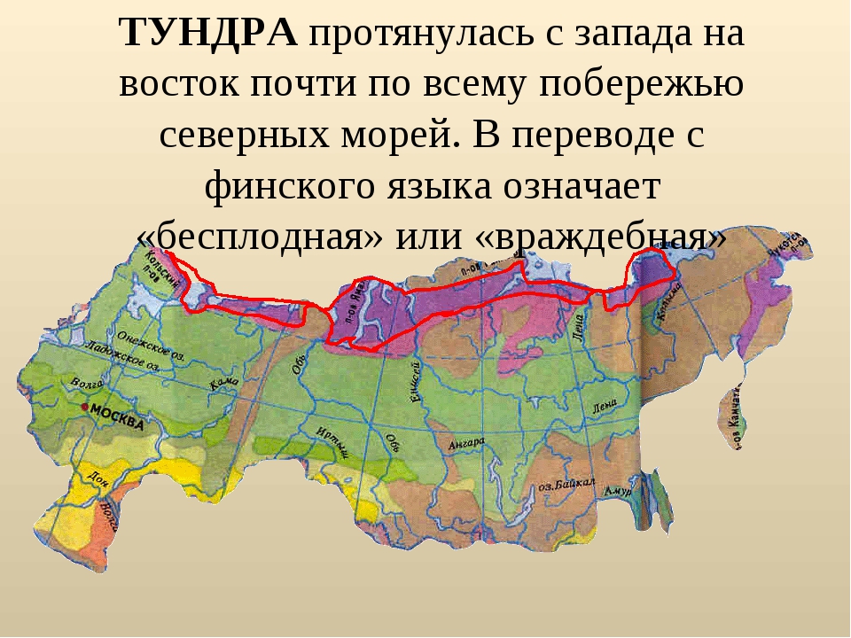 Где находится тундра. Географическое положение тундры на карте. Тундра на карте природных зон. Тундра на карте России. Зона тундры на карте России.