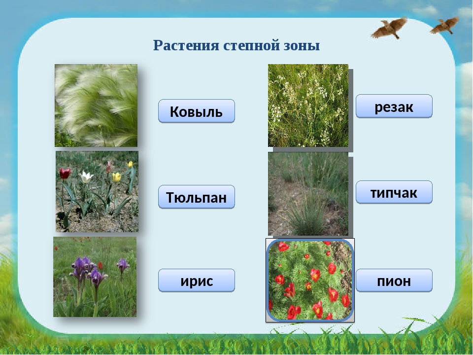 Тюльпан где растет природная зона. Растительность степи. Растения зоны степей. Степь природная зона растения. Растения степи России.