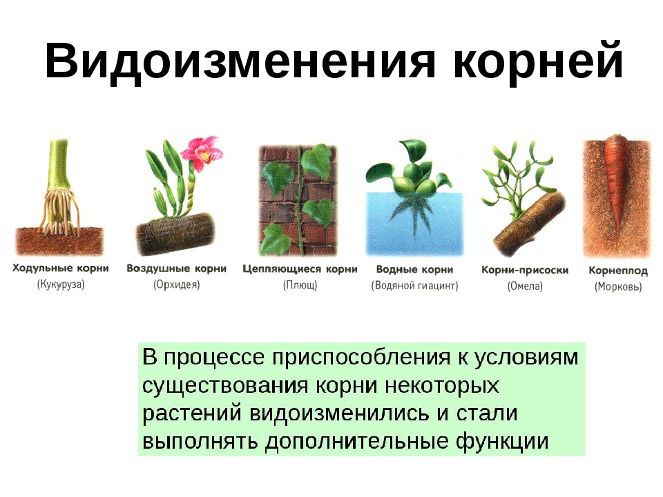 Виды измененные корни. Видоизмененные корни растений 6 класс биология.