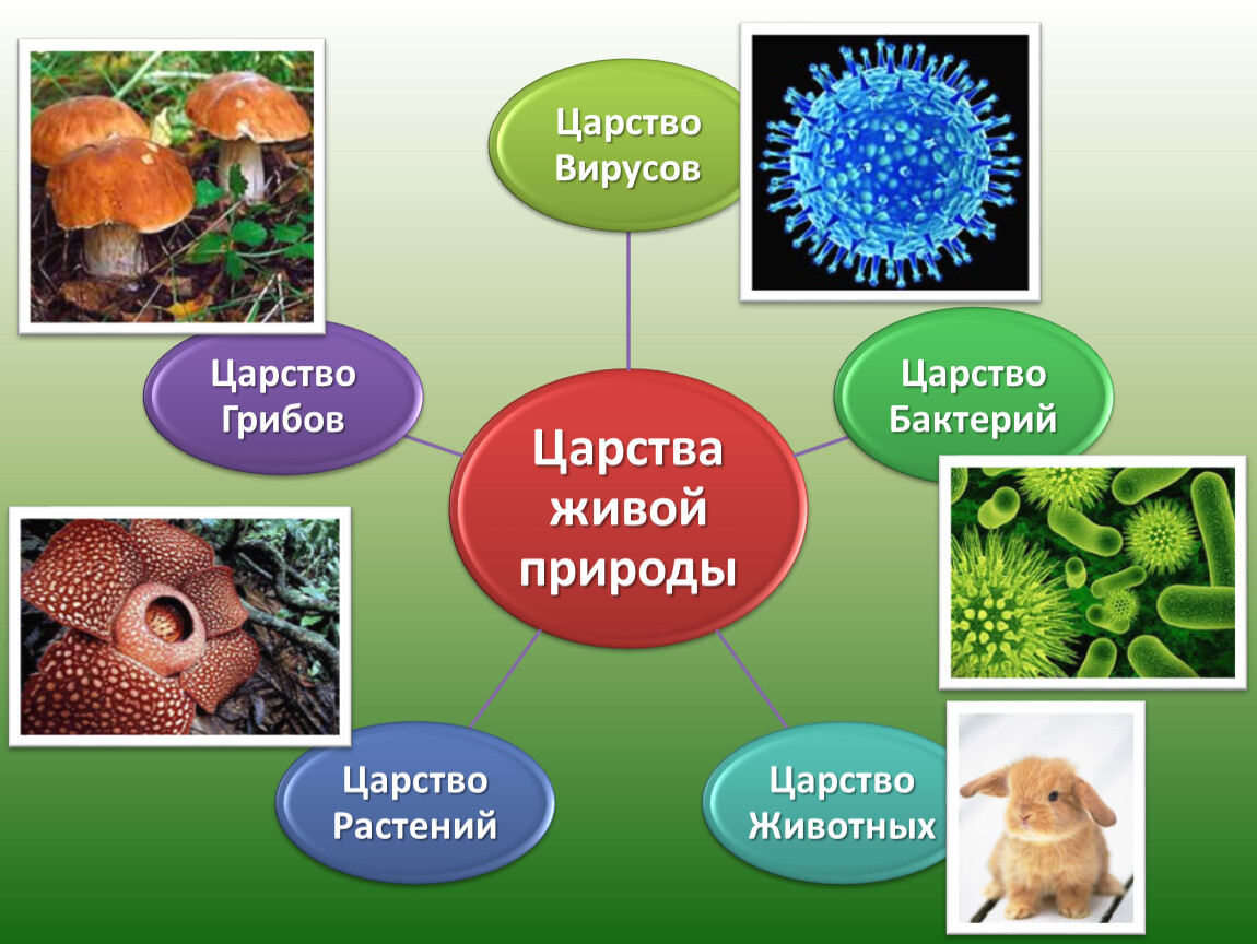 Наука о живых организмах 5 класс пономарева презентация