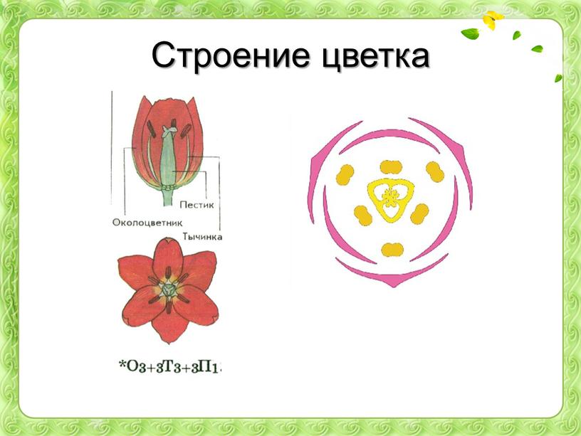 Растения семейства лилейные картинки