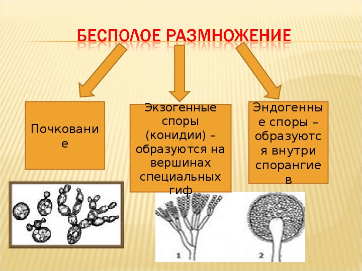 Размножение спорами схема