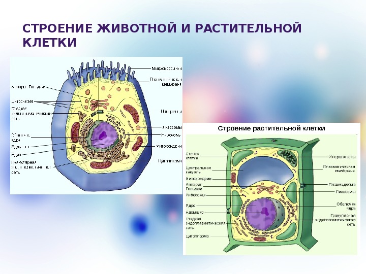 Животная клетка 6 класс