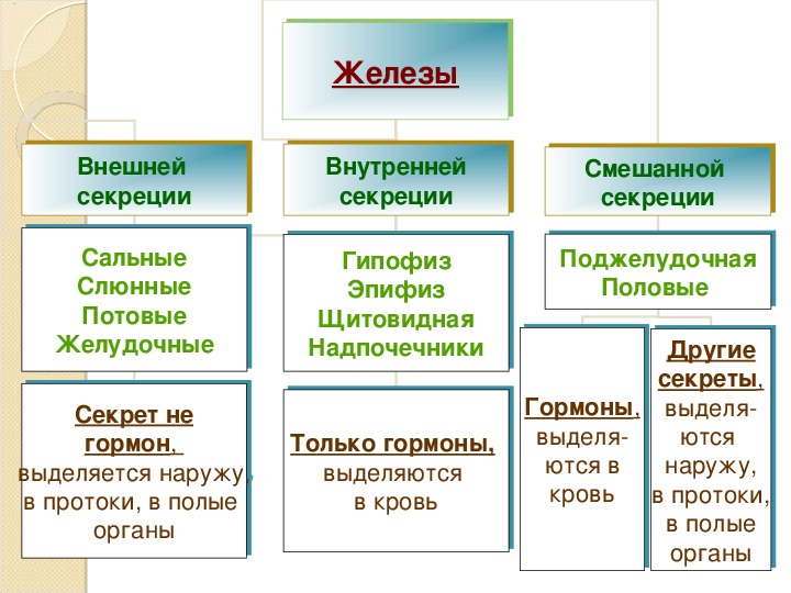 Железы внутренней секреции и их функции 8 класс презентация пасечник линия жизни