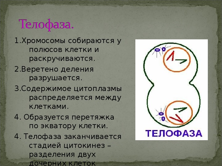 Телофаза мейоза 2