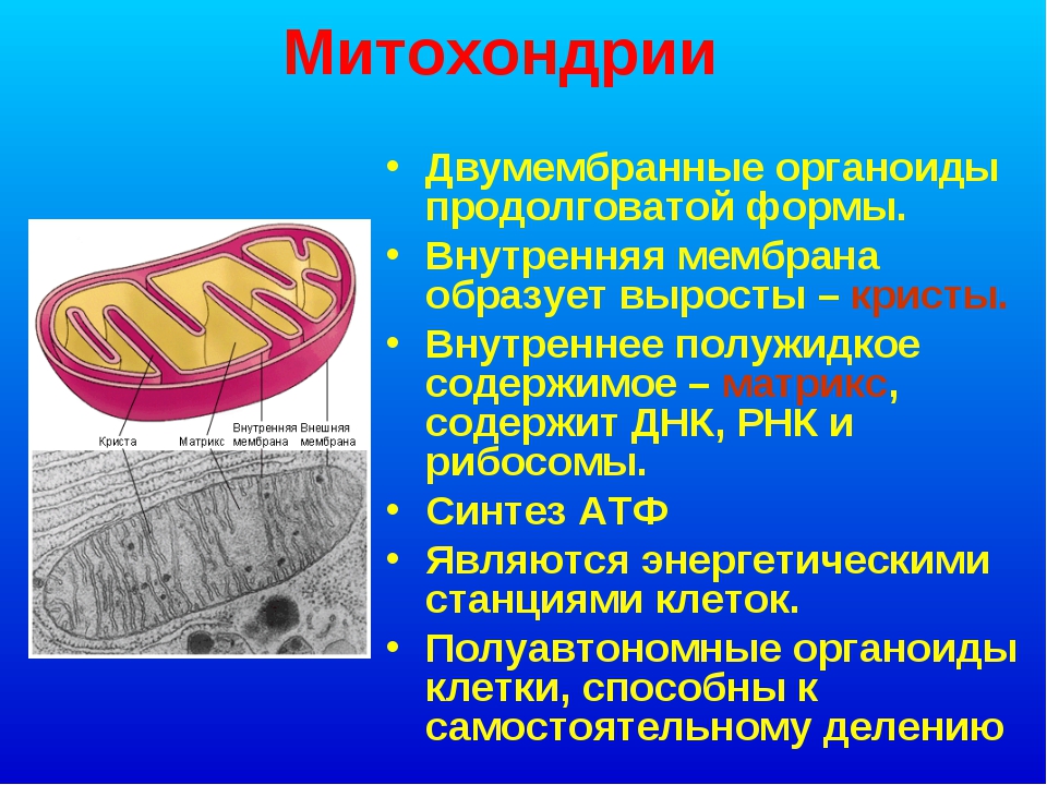Хлоропласт полуавтономный. Митохондрия функция органоида. Митохондрии строение органоида. Митохондрии строение и функции. Сходство митохондрий и пластид.