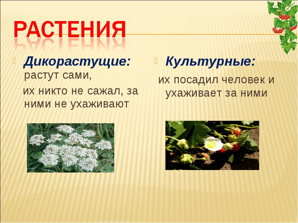 Дикорастущие растения и культурные растения 2 класс презентация