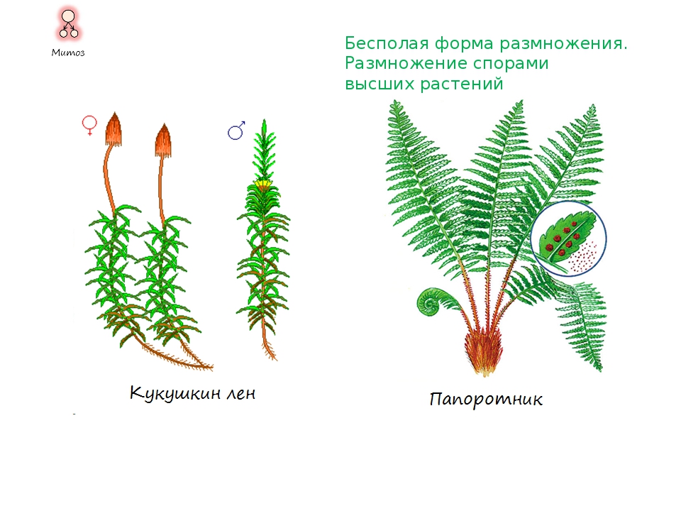 Растения размножающиеся спорами. Размножение спорами у растений. Цветы которые размножаются спорами. Растения, которые размножаются с помощью спор.