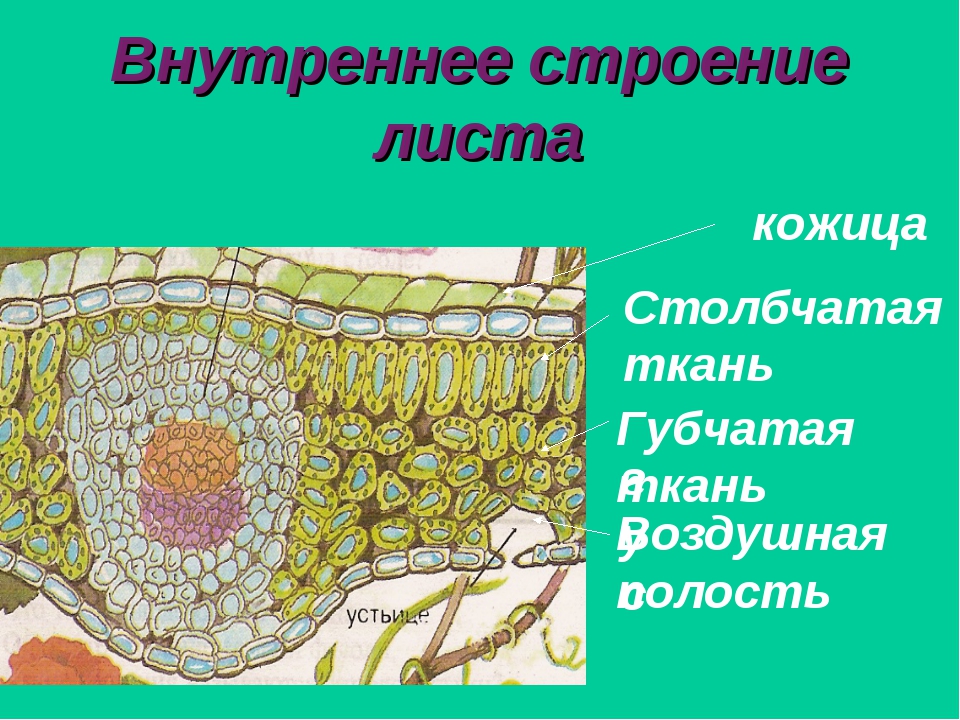 Кожица листьев какая ткань. Лист камелии губчатая ткань. Столбчатая и губчатая ткань. Столбчатая ткань губчатая ткань листа. Столбчатая ткань листа функции и строение.