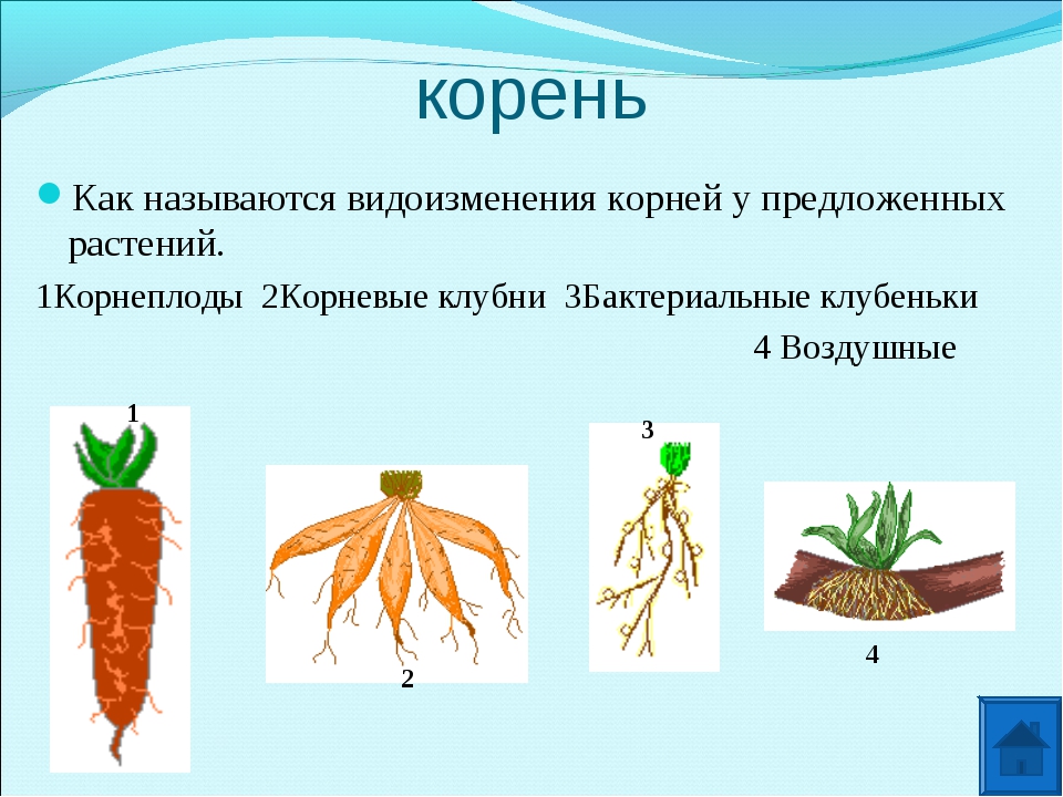 Видоизмененный корень ответ. Видоизменения органов растений корень. Видоизмененные корни.