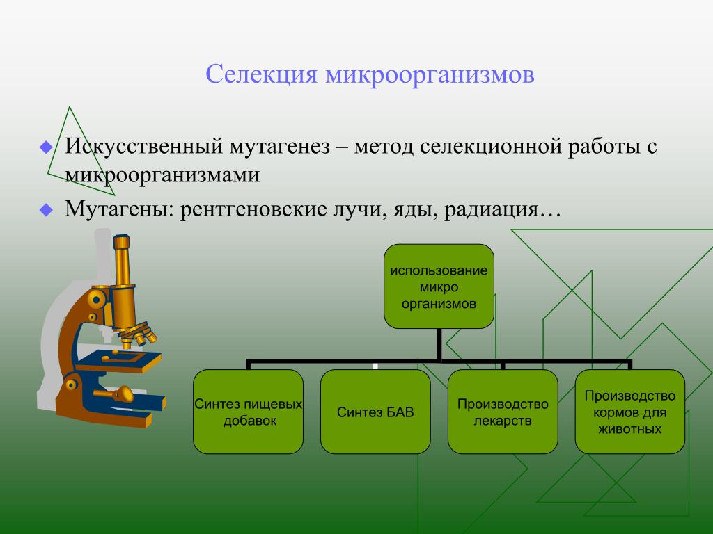 Презентация на тему методы. Метод селекции искусственный мутагенез. Методы селекции микроорганизмов мутагенез. Биология 9 класс методы селекции микроорганизмов. Методы селекции микроо.