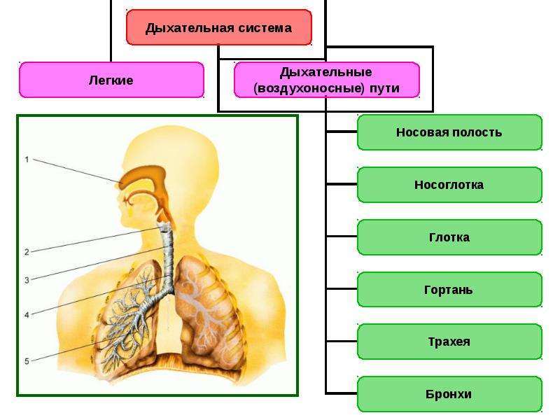 Схема клеточное дыхание с подписями егэ биология