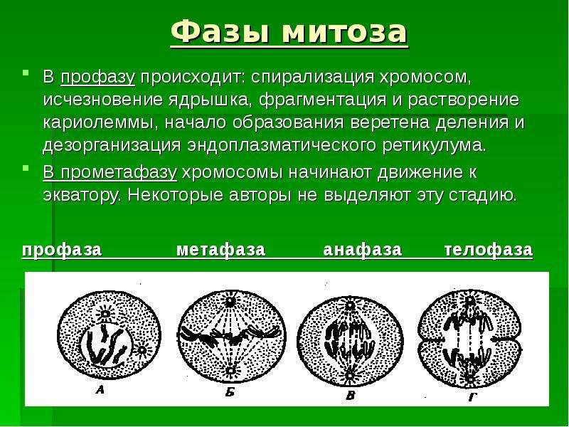 Спирализация хромосом в митозе. Прометафаза митоза. В профазе митоза спирализуются хромосомы. Стадии митоза.