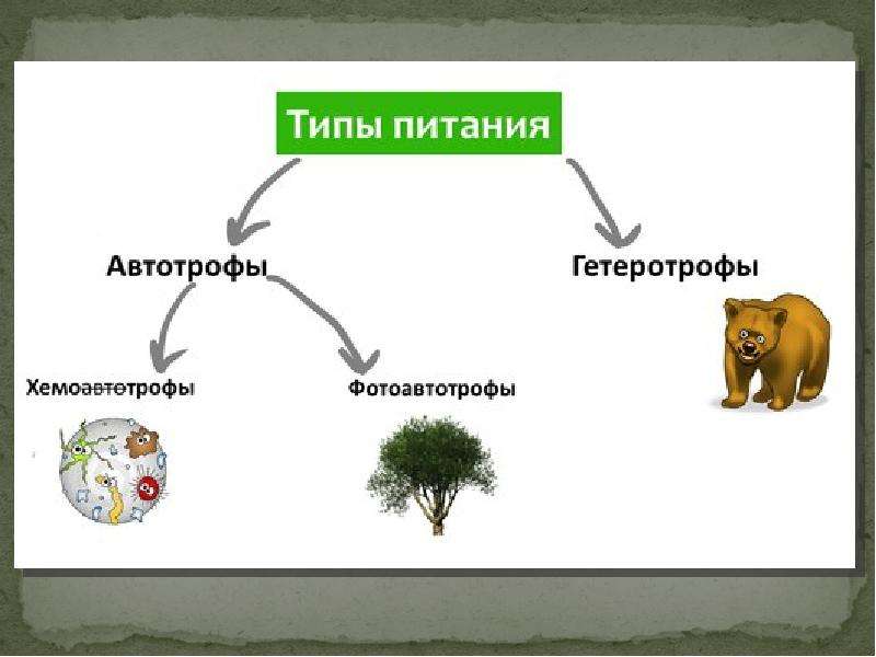 Гетеротрофы и автотрофы схема