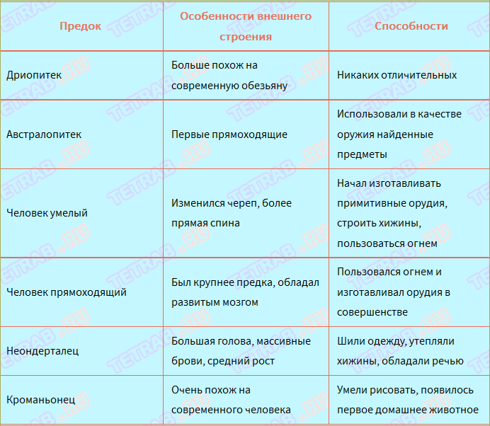 Составить схему основные этапы эволюции человека от дриопитека до человека разумного