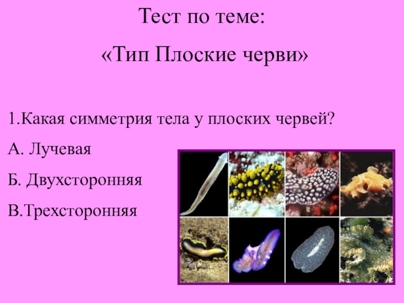 Тесты по червям 7. Тип плоские черви. Тест плоские черви. Тест по теме плоские черви. Тест по биологии плоские черви.