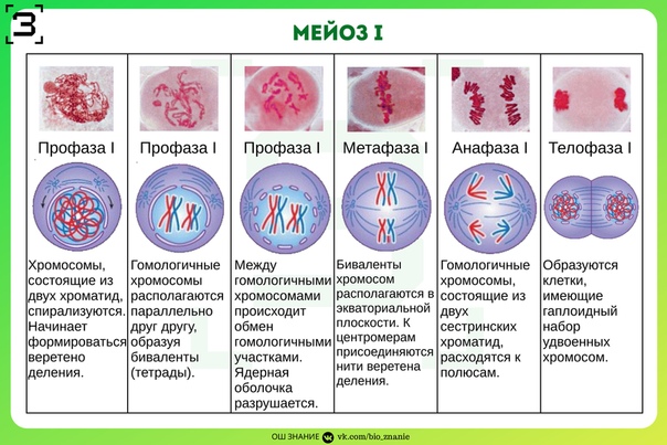 Деление клетки егэ рисунки