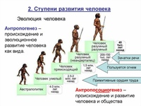 Основные этапы эволюции человека презентация